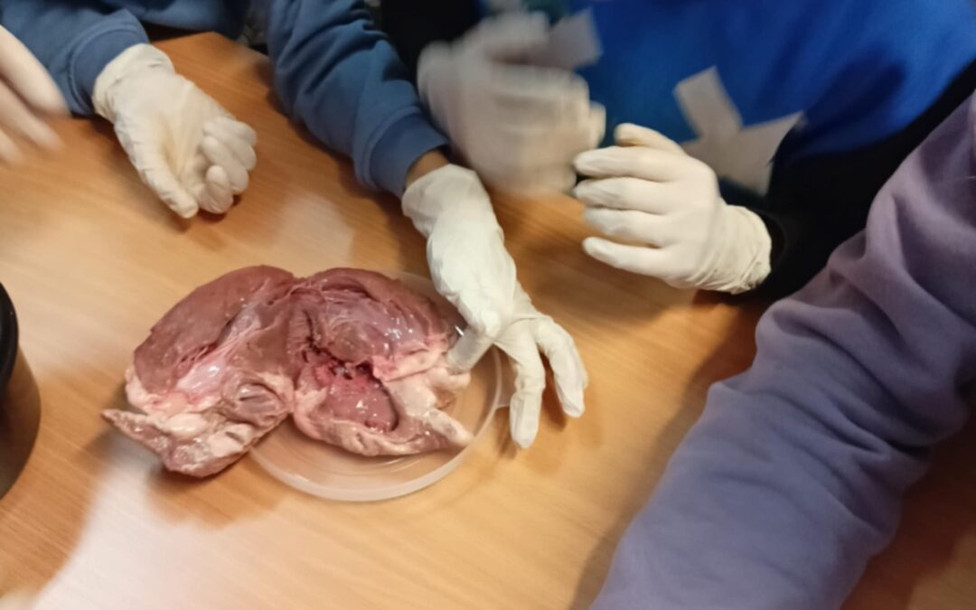 INNOWACJA PEDAGOGICZNA – „SEKRETY LUDZKIEGO CIAŁA” – KLASA 7